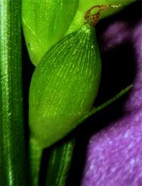 Carex paeninsulae image